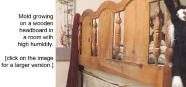 moldyheadboard moldyheadboard