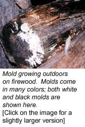 moldguide firewood moldguide firewood