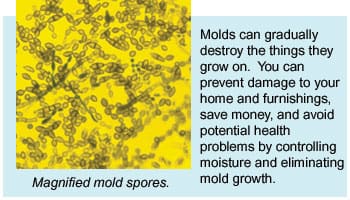 moldspores moldspores