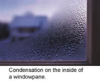 windowpane windowpane